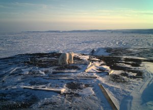 «Роснефть» рассказала о новых масштабных исследованиях животных в Арктике